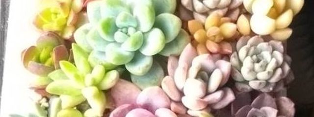 ベル🌼🔔読む専用！！！さんの壁紙画像