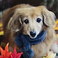 pomuさんのアイコン画像