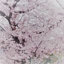桃