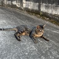 お団子さんのアイコン画像