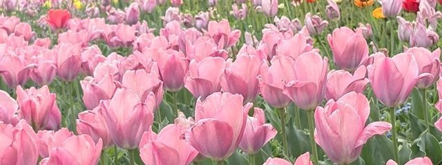 結さんの壁紙画像