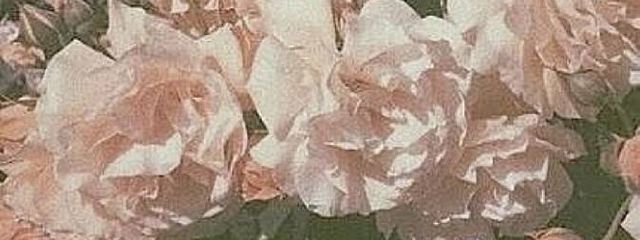Ｓαｒαｎさんの壁紙画像