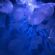 海月🌊🌙さんのアイコン画像