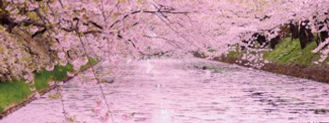 琉藍さんの壁紙画像