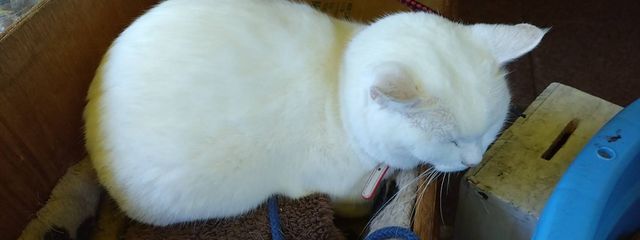 雪柊さんの壁紙画像