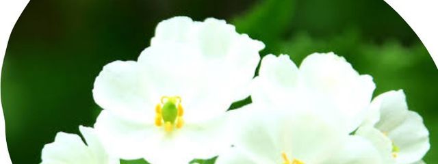 かき氷さんの壁紙画像