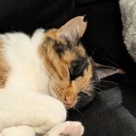 こんちはさんのアイコン画像