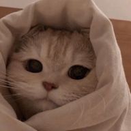 湯豆腐さんのアイコン画像