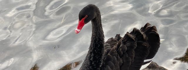 シアさんの壁紙画像