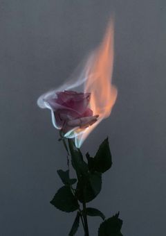 beautiful like a rose -BF