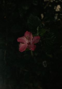 遊び人が一途になるお話