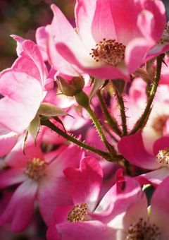 わしと執事達との日常