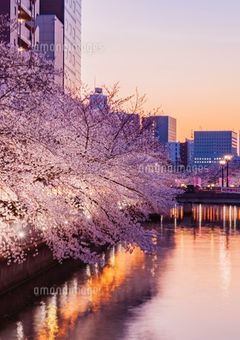 10年後、桜並木で。