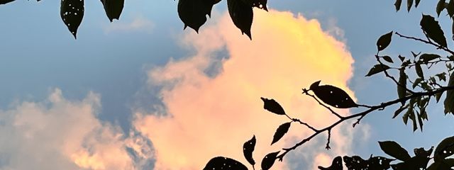 抹茶アズキさんの壁紙画像