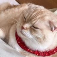 🍵🍡さんのアイコン画像