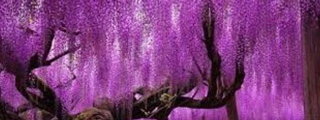 百花さんの壁紙画像