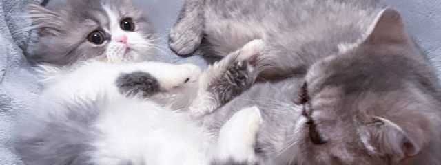 VvVさんの壁紙画像