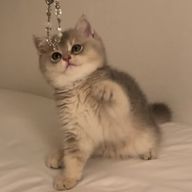 VvVさんのアイコン画像