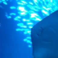 ﾎﾟﾑﾎﾟﾑさんのアイコン画像