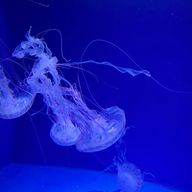 Infinityさんのアイコン画像