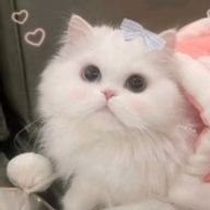 ちぐさくんが大好きです！さんのアイコン画像