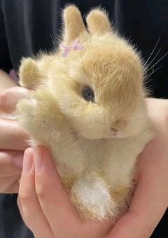 次男を愛し隊🐰 -🐢支部-