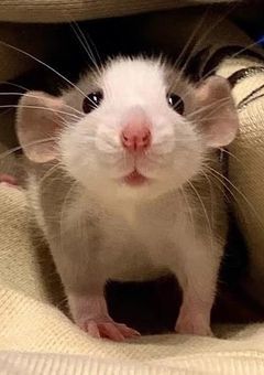 彷徨う子供達のまんねちゃんはヨジャ❣️