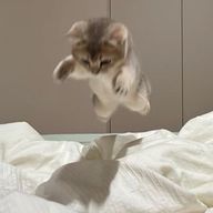 もちぷりん🐰🫧さんのアイコン画像