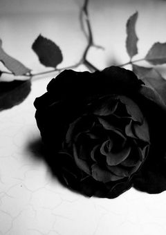 　野   獣   と   美   青   年           .