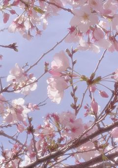 桜のような鬼狩り様