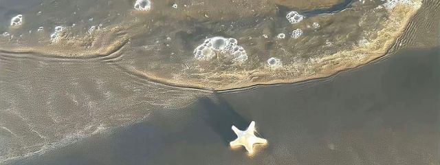 さんごさんの壁紙画像