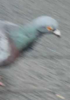 君死ニタマフ事ナカレ