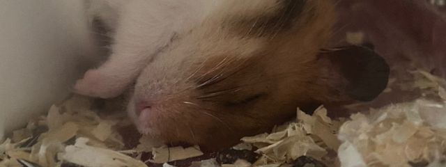 キルさんの壁紙画像