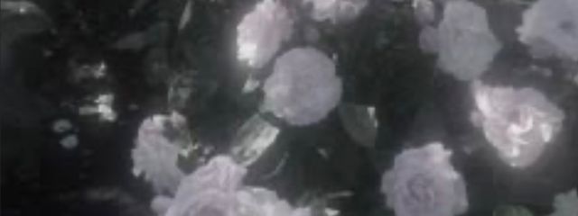 花 那 咲 め ぃ さんの壁紙画像