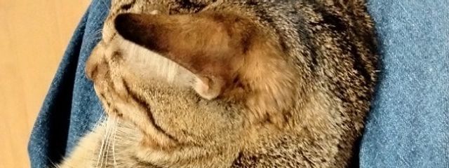 ぬんさんの壁紙画像