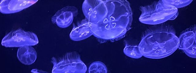 490さんの壁紙画像