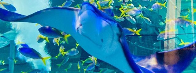 🌃🌙✨夜来🔥💀🐈‍⬛さんの壁紙画像