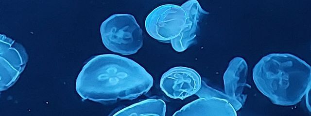 amu🫧‪@更新停止さんの壁紙画像