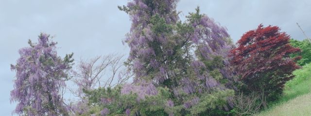 ほしやまゆきなさんの壁紙画像