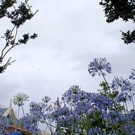 Suicaさんのアイコン画像