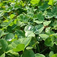 Shionさんのアイコン画像