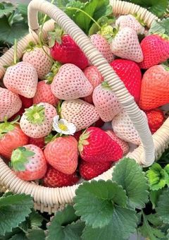 いちごみるくと参考書