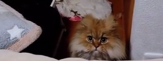 ここな丸さんの壁紙画像