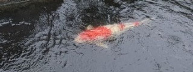 宇波貝渡ｰUha Kaitoｰさんの壁紙画像