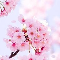 よよよさんのアイコン画像