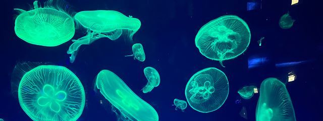 くろねこさんの壁紙画像