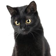 くろねこさんのアイコン画像