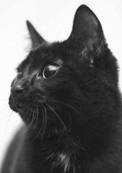 俺のこと飼ってみませんか…?