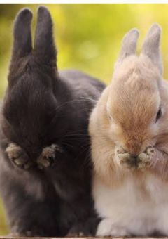 ムチムチうさちゃんズにエロいセリフを言わせたい♡