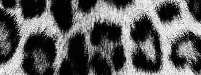 　　　　　黑貓さんの壁紙画像